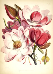 Himalayan Plants 05