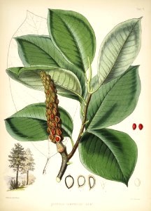 Himalayan Plants 06