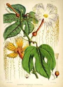 Himalayan Plants 03