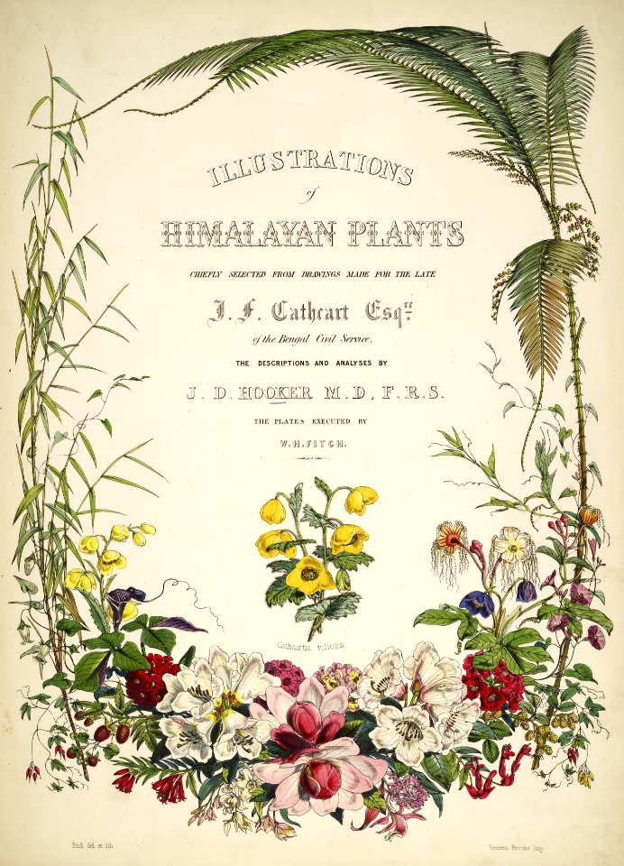 Himalayan Plants 01 title page