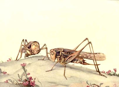 The White-Faced Decticus