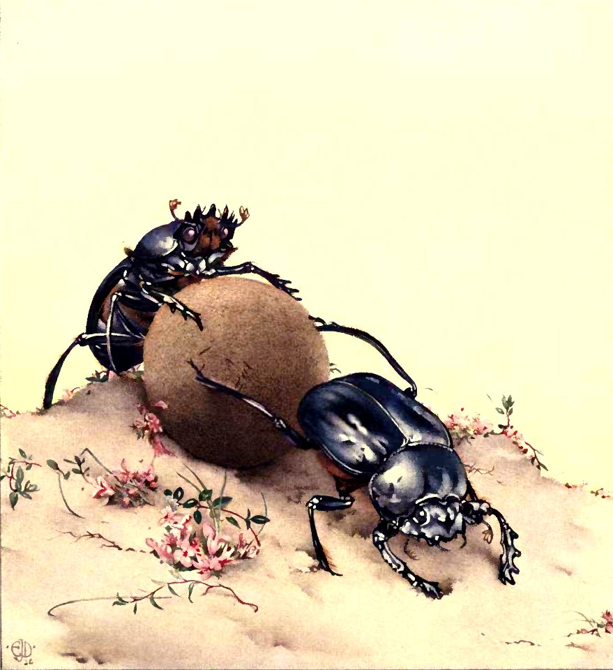 The Sacred Beetle