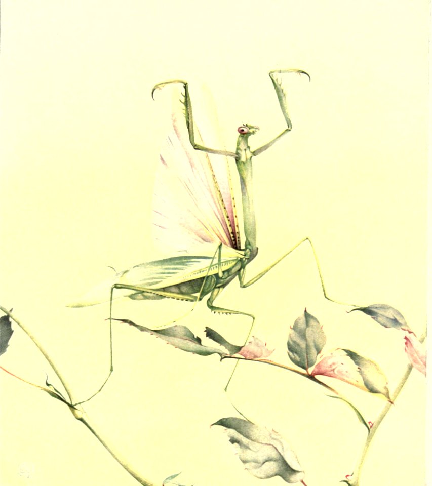 The Praying Mantis
