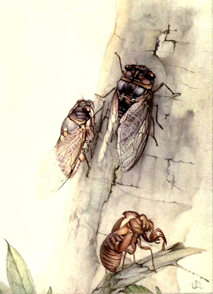 The Cicada