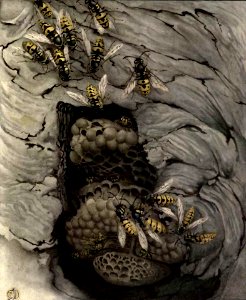 Common Wasps