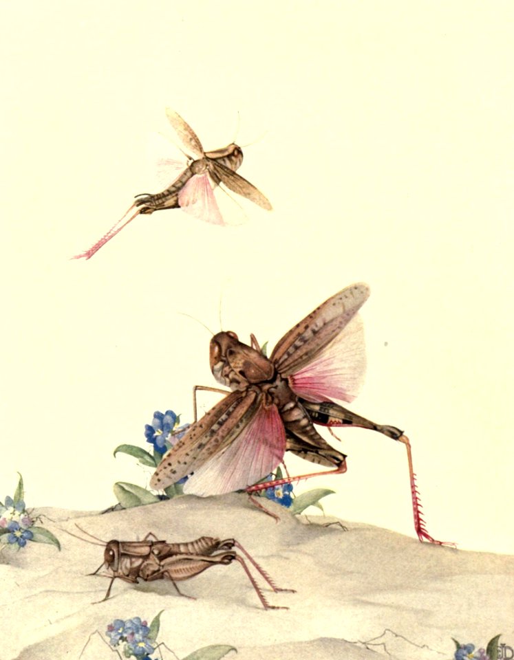 Italian Locusts