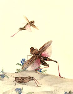 Italian Locusts