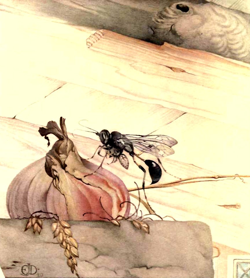 A Mason-Wasp