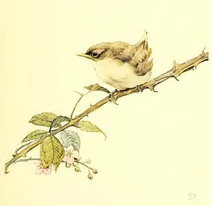 The Whitethroat