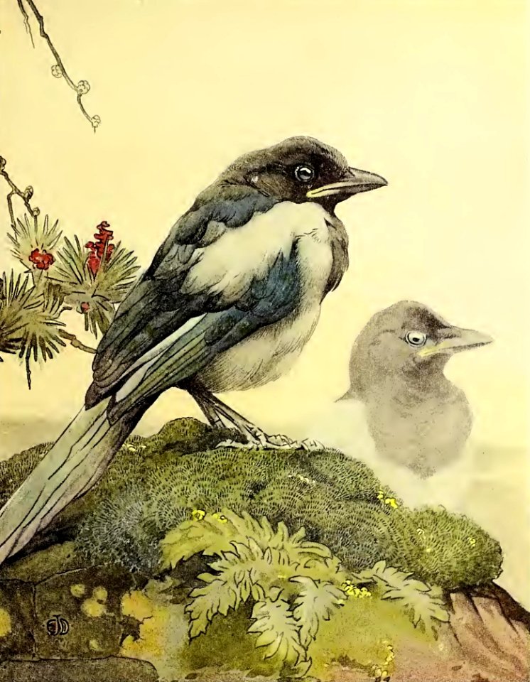 The Magpie