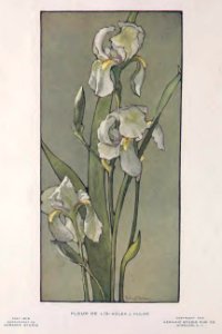 1915 White Iris Keramic Studio. Free illustration for personal and commercial use.
