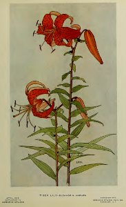 1912 Tiger Lily Keramic Studio
