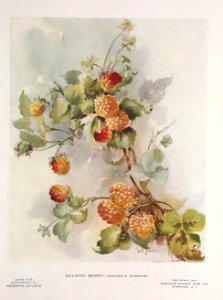 1913 Salmon Berry Keramic Studio