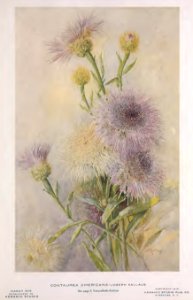 1916 Centaurea Keramic Studio