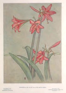 1912 Amaryllis Keramic Studio