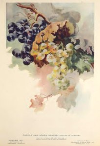 1907 Grapes Keramic Studio. Free illustration for personal and commercial use.