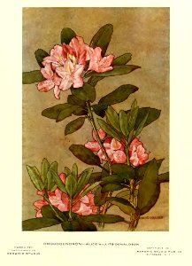 1911 Rhododendron Keramic Studio