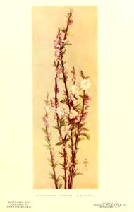 1910 Flowering Almond Keramic Studio