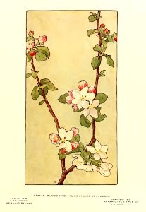 1910 Apple Blossoms Keramic Studio. Free illustration for personal and commercial use.