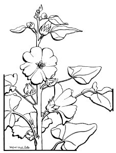 Nature Drawing Hollyhock 2