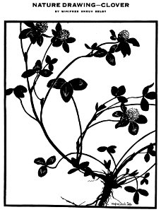 Nature Drawing - Clover