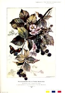 British Lithographer Vol 4 21