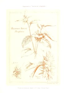 British Lithographer Vol 2 21
