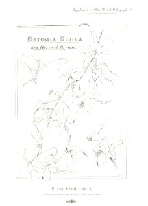 British Lithographer Vol 1 25