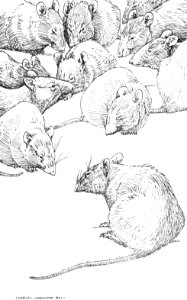 CLB Aesop Illustration 18