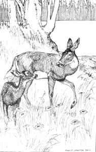 CLB Aesop Illustration 13