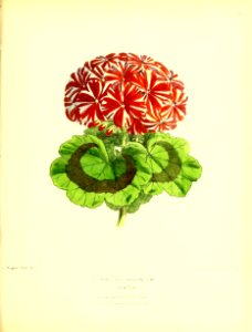 1877 Plate 288