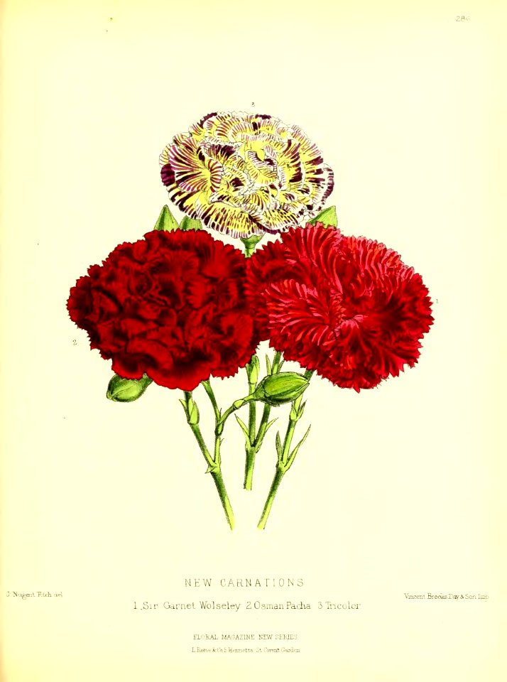 1877 Plate 286