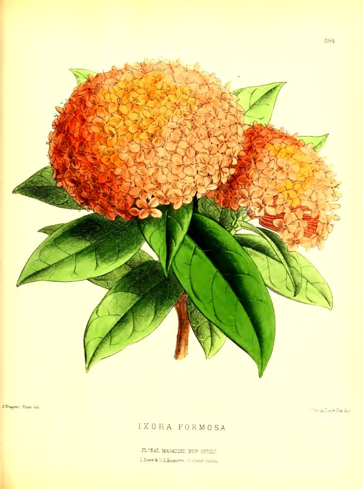 1877 Plate 284