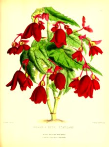 1877 Plate 281