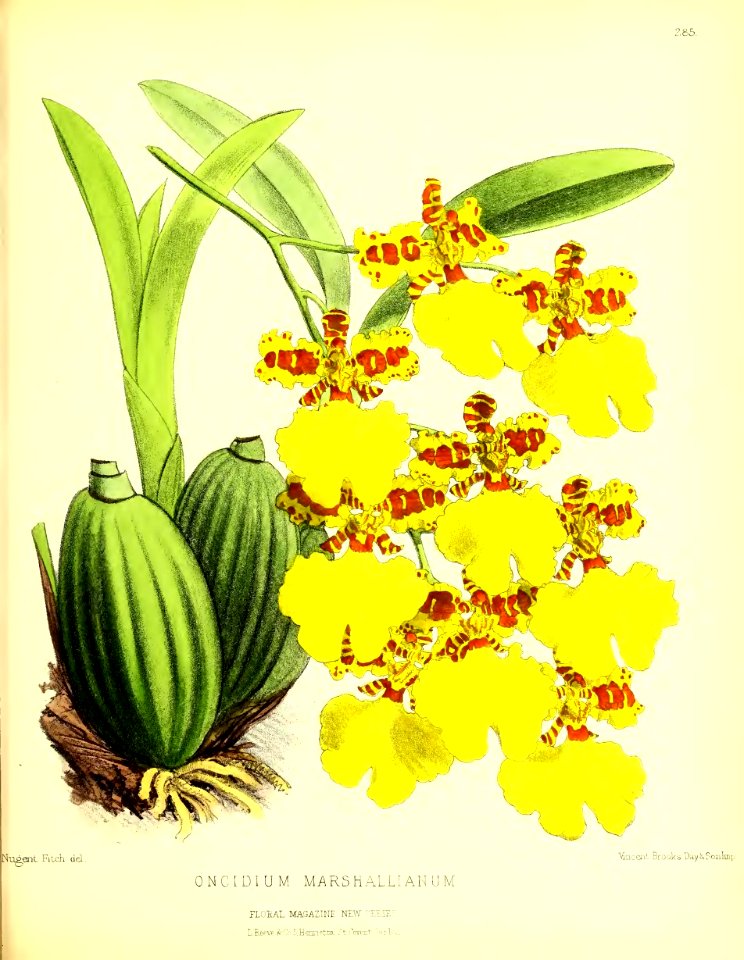 1877 Plate 285