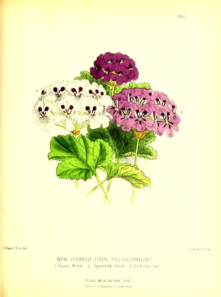1877 Plate 282