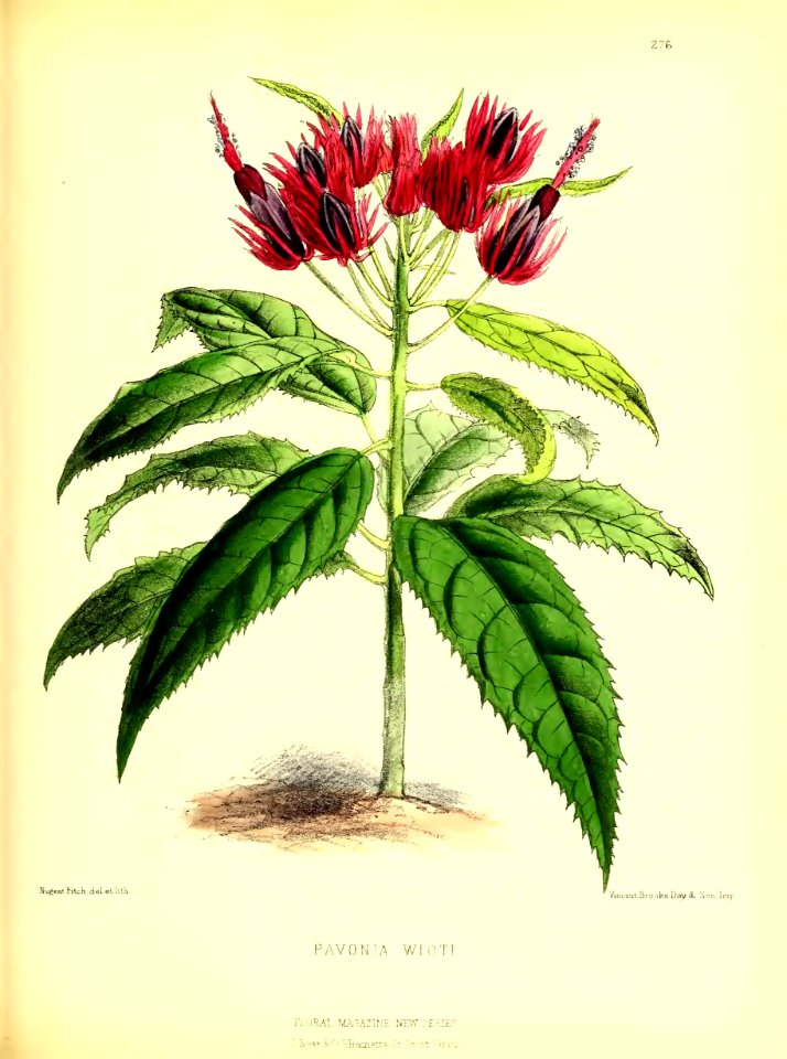 1877 Plate 276