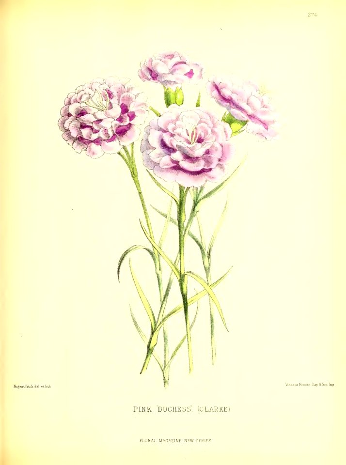 1877 Plate 274