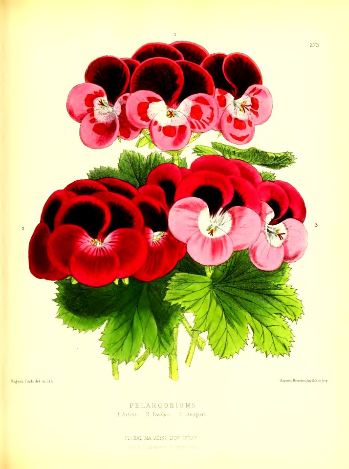 1877 Plate 273