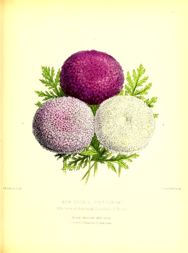 1877 Plate 272