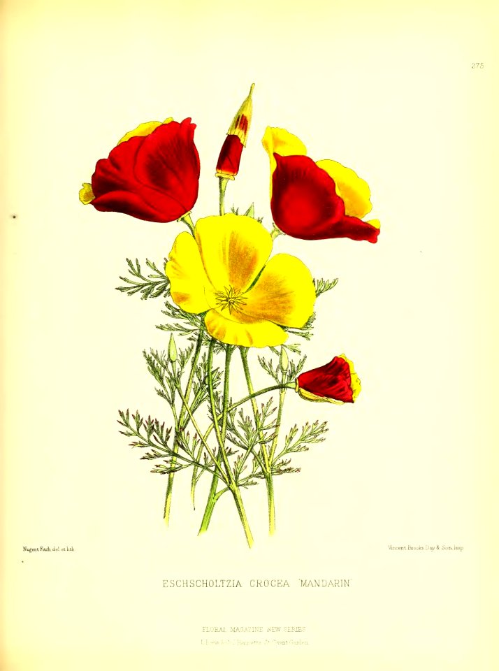 1877 Plate 275