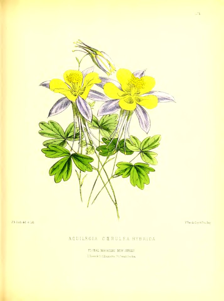 1877 Plate 271