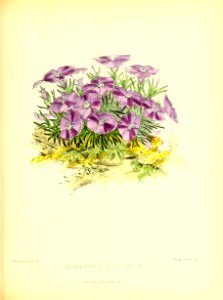 1877 Plate 268