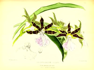 1877 Plate 267