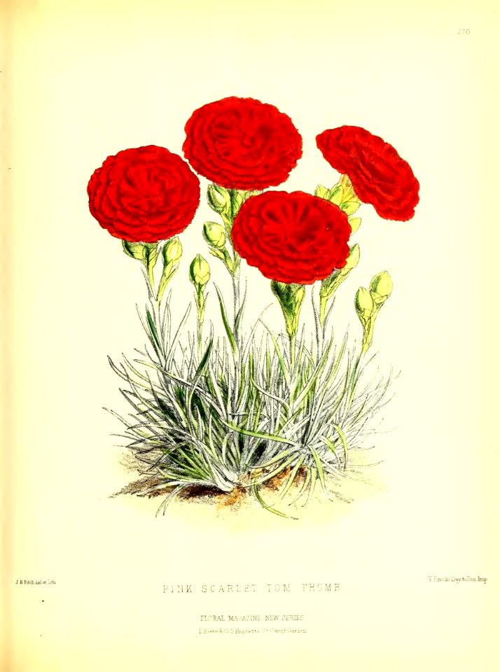 1877 Plate 270