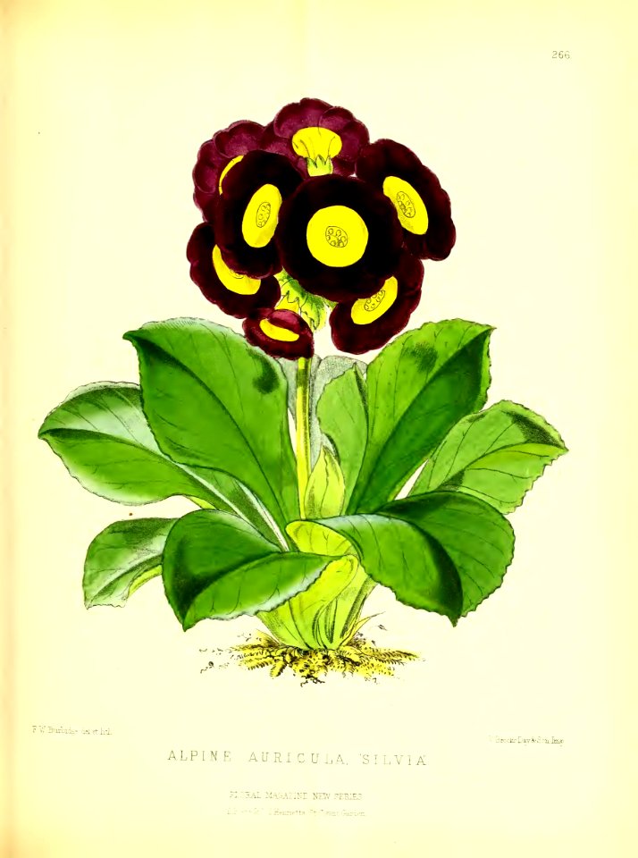 1877 Plate 266