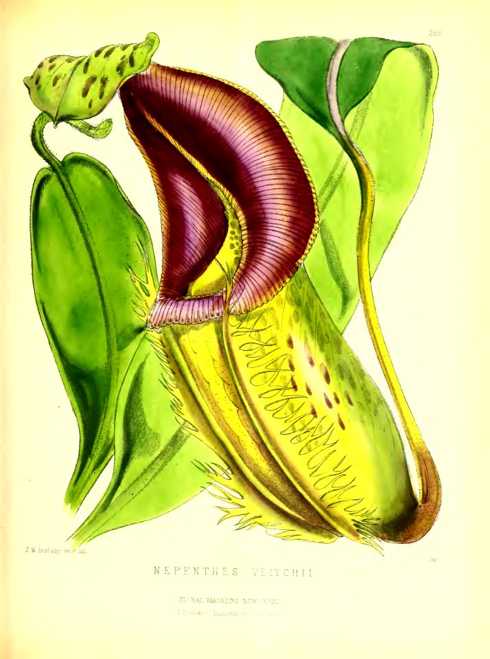 1877 Plate 265