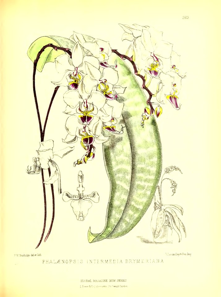 1877 Plate 263