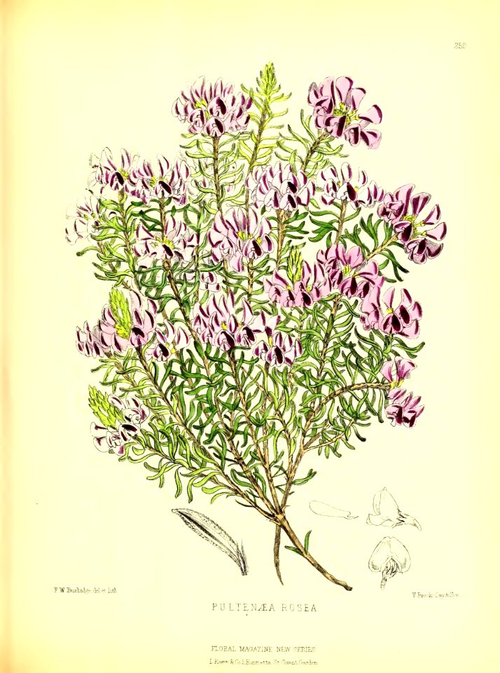 1877 Plate 259
