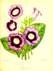 1877 Plate 258